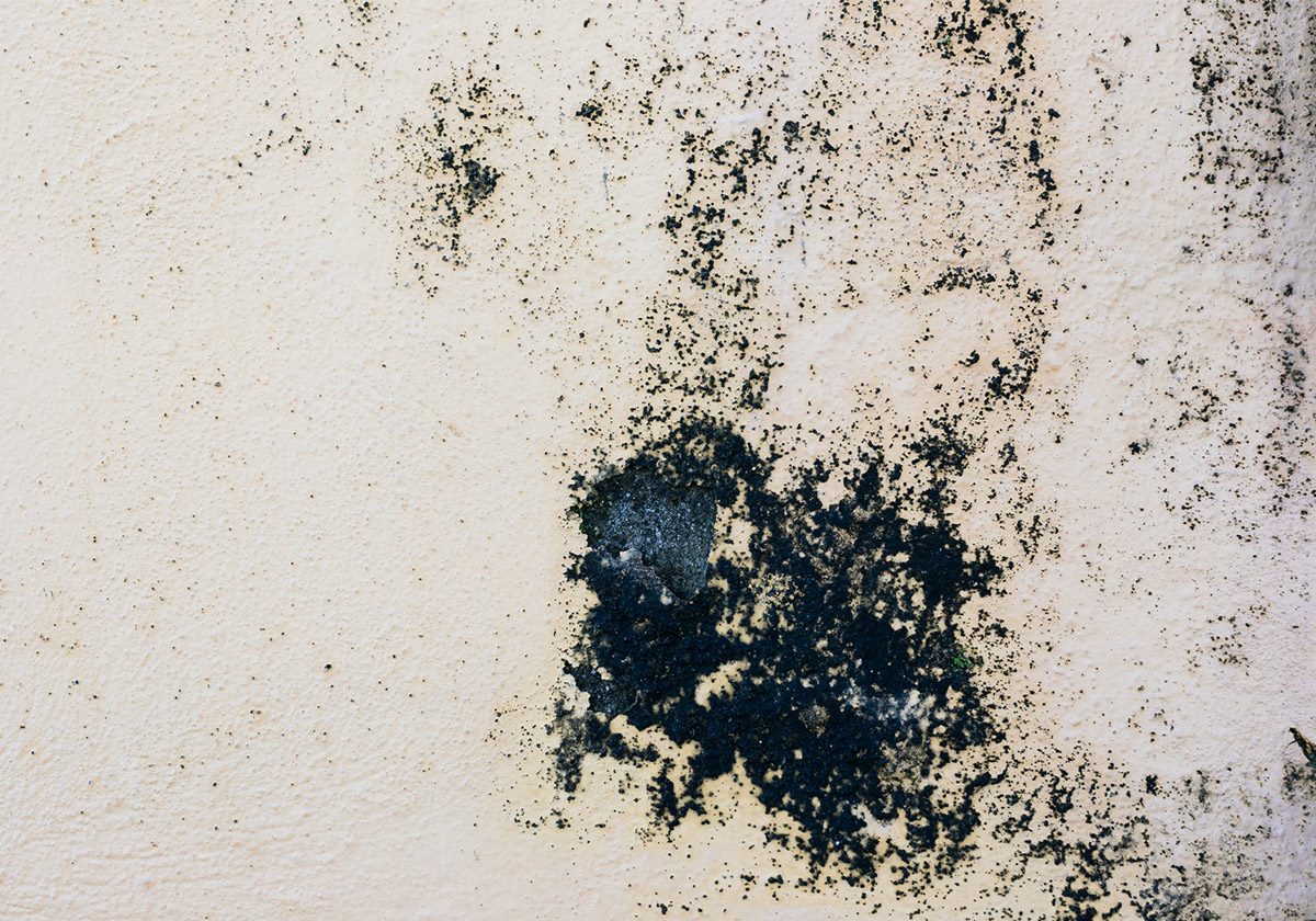 Dealing with Black Mould